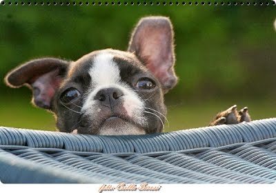 absolutely cosmopolitan boston terrier kutya kennel hungary magyarország