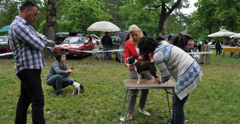 absolutely cosmopolitan boston terrier kutya kennel hungary magyarország