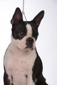 Merion - Boston Style Perfect Impression Star Absolutely Cosmpolitan boston terrier