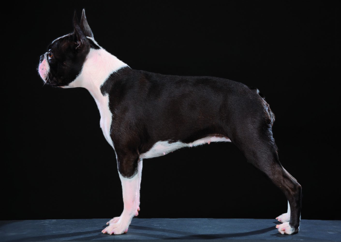 Merion - Boston Style Perfect Impression Star Absolutely Cosmpolitan boston terrier