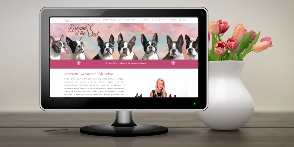 absolutely cosmopolitan boston terrier kutya kennel hungary magyarország alomterv készítés weboldal készítés ACWebdesign