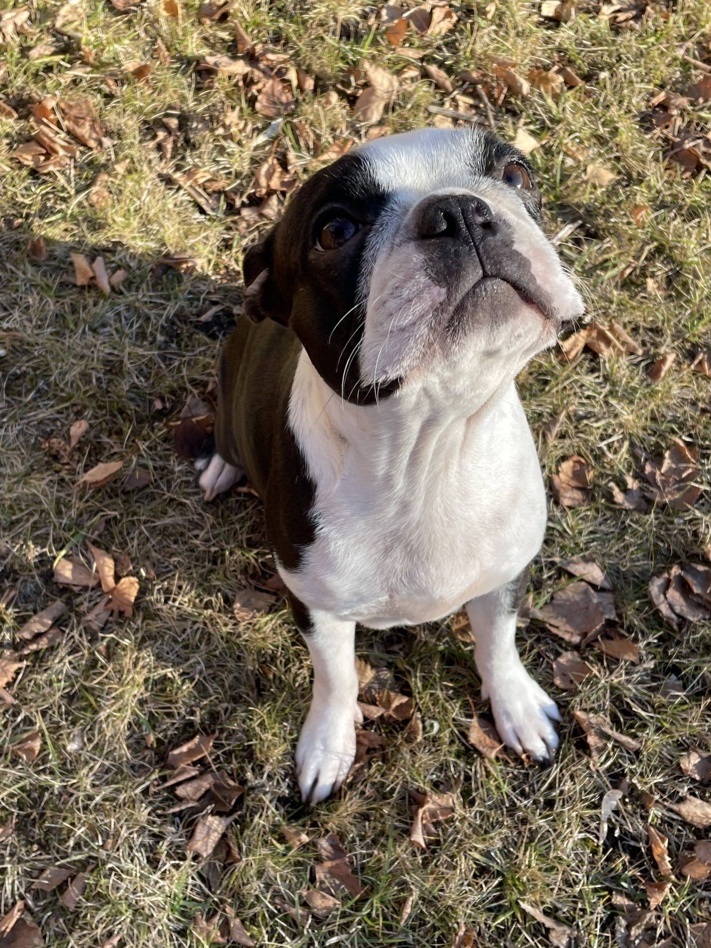 a boston terrier arc mimikája absolutely cosmopolitan boston terrier kennel hungary magyarország