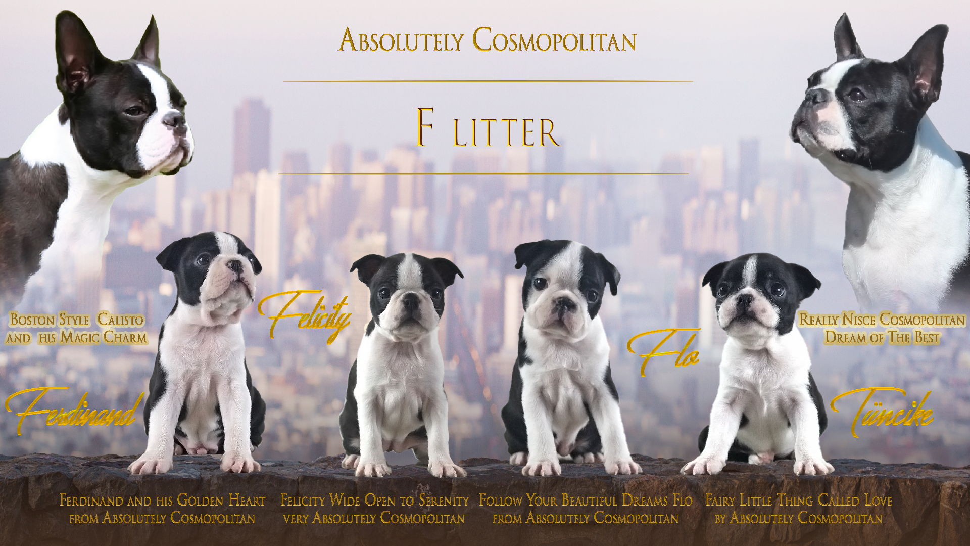 F litter absolutely cosmopolitan boston terrier